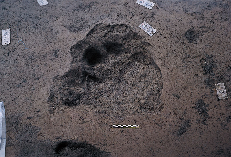 Fossilized Footprint of a Naumann Elephant