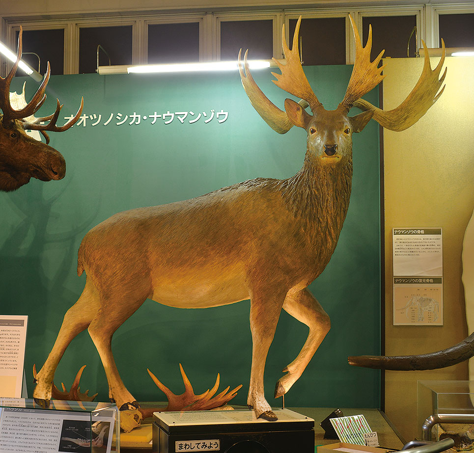 Irish elk (life size statue)