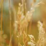 【お知らせ】第40回特別展「妙高戸隠連山国立公園10周年記念巡回展」開催中