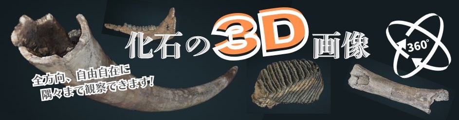 化石の3D画像一覧