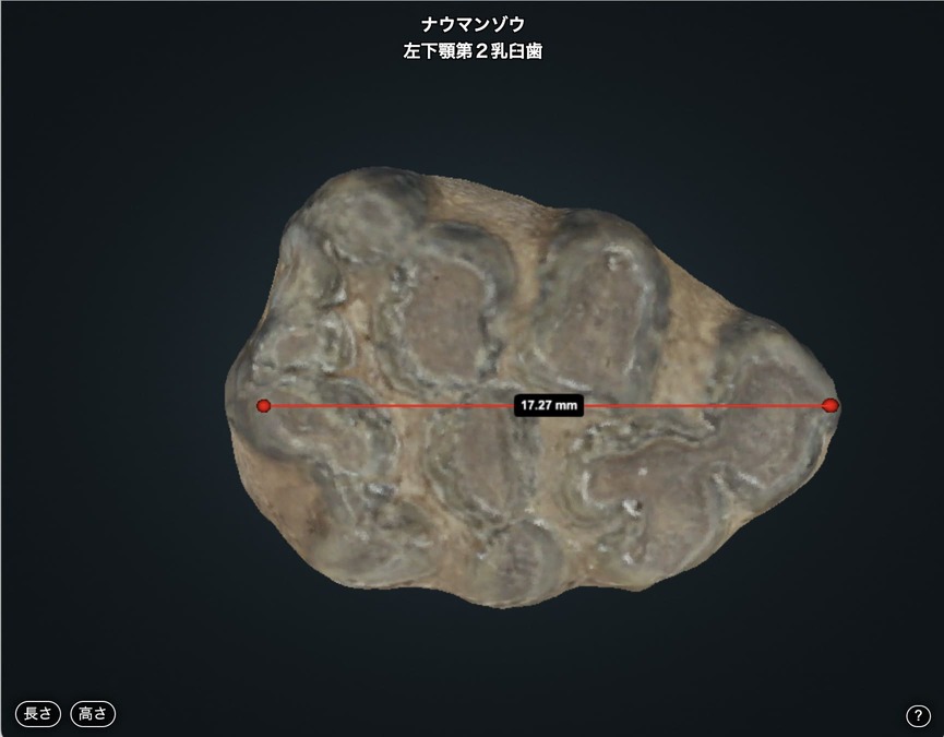 左下顎第2乳臼歯