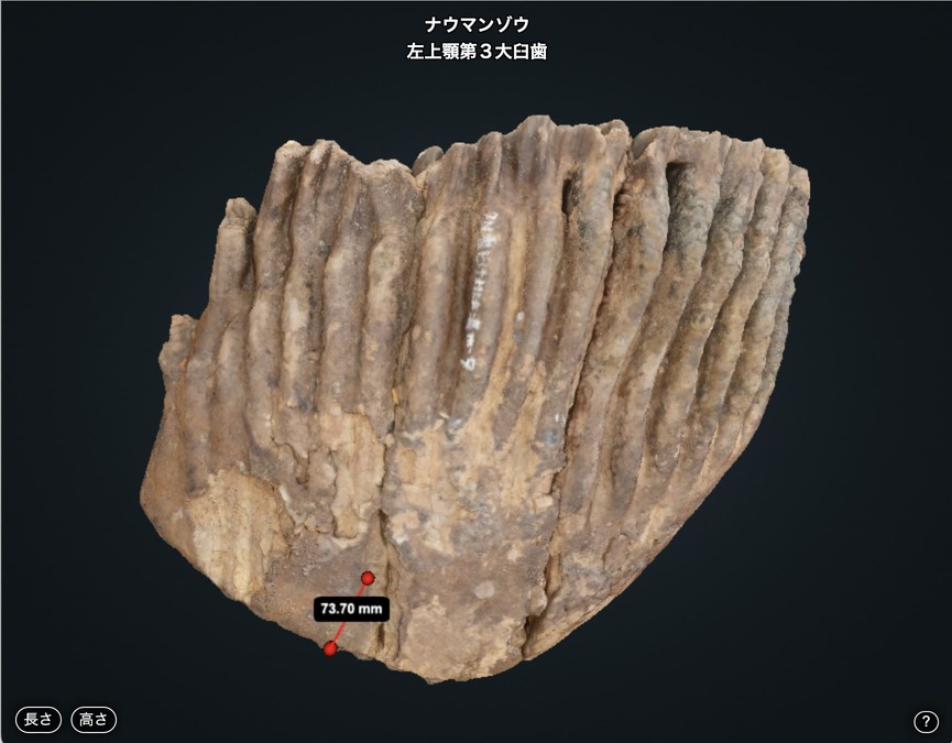 左上顎第3大臼歯